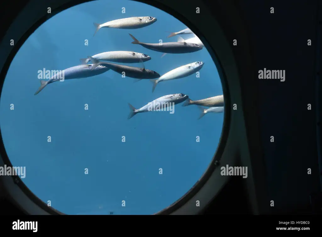 Visual memukau dunia bawah laut dalam anime Grand Blue Pemandangan bawah laut yang indah dan memukau dalam anime Grand Blue.